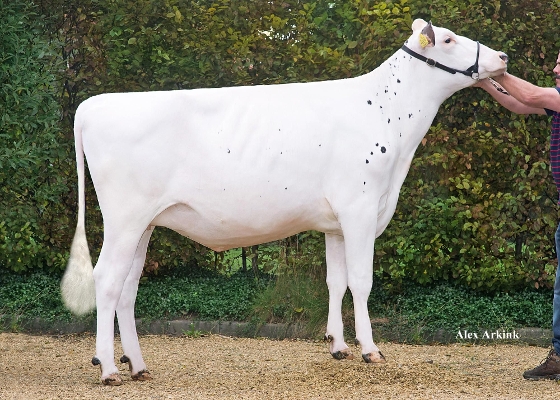 JHS Holsteins ALH Rusty, Full sister to Paradise