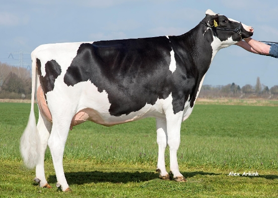Barendonk Paulina 187 RF, dam of Prestige; owner: Barendonk Holsteins
