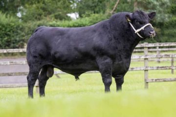 bull Angus