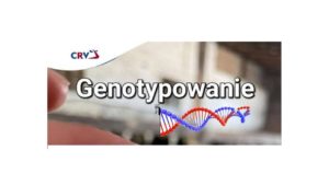 Genotypowanie jałówek !