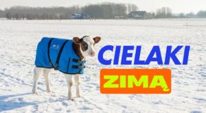 Cielaki zimą – odchów !